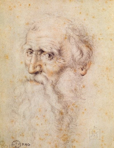 Ritratto di un vecchio barbuto da Albrecht Dürer